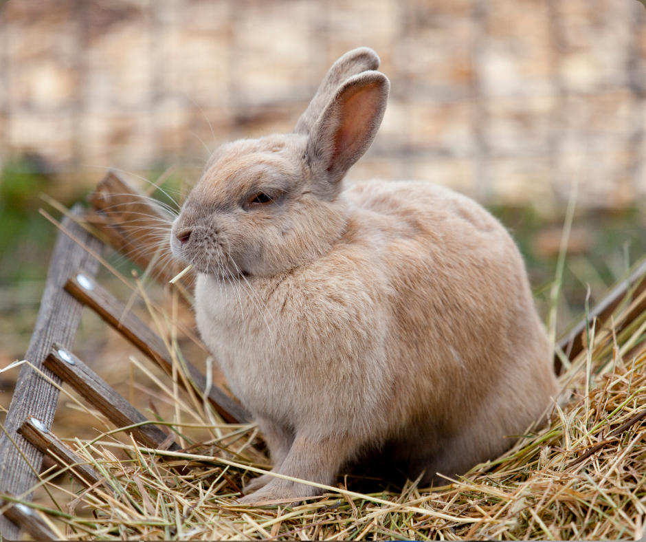 Pourquoi mon lapin trie son foin ?