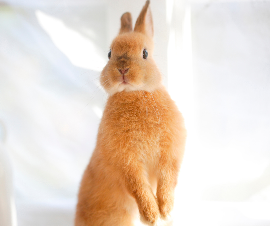 Pourquoi mon lapin mord ou griffe ? Comprendre et réagir correctement