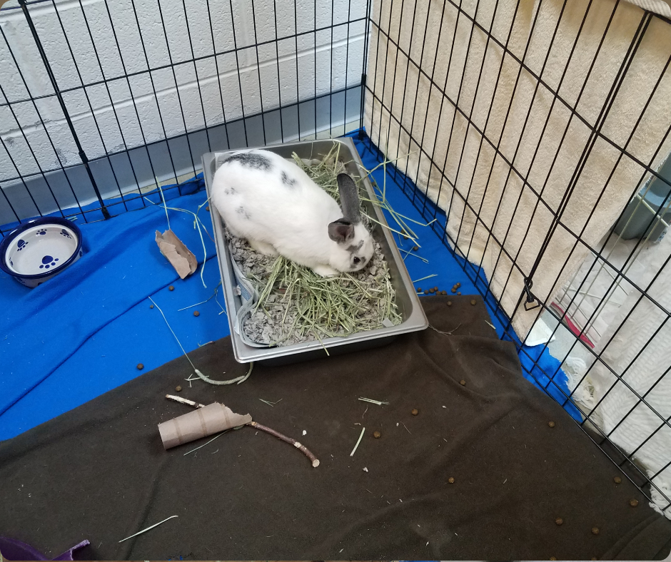 Comment apprendre la propreté à ton lapin ?