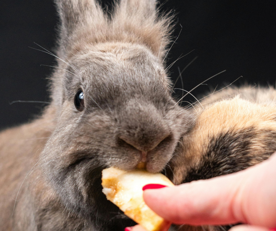 Comment gagner la confiance de son lapin ?