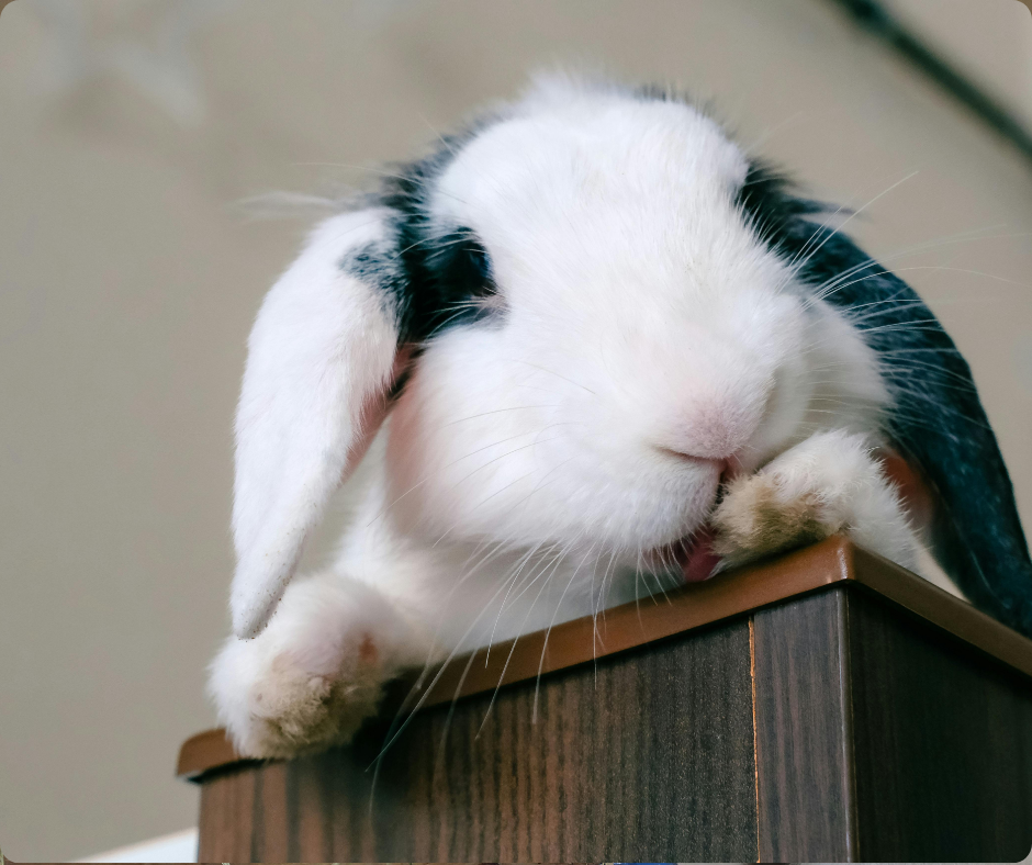 Pourquoi les lapins "béliers" sont-ils tous différents ?