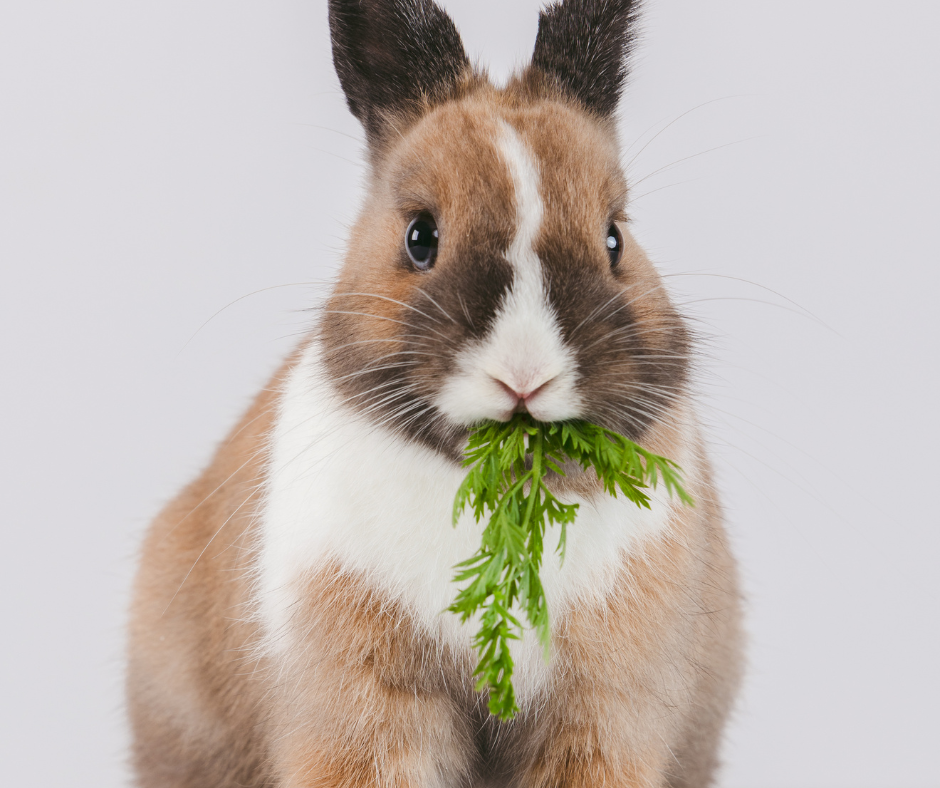 Les aliments interdits pour ton lapin