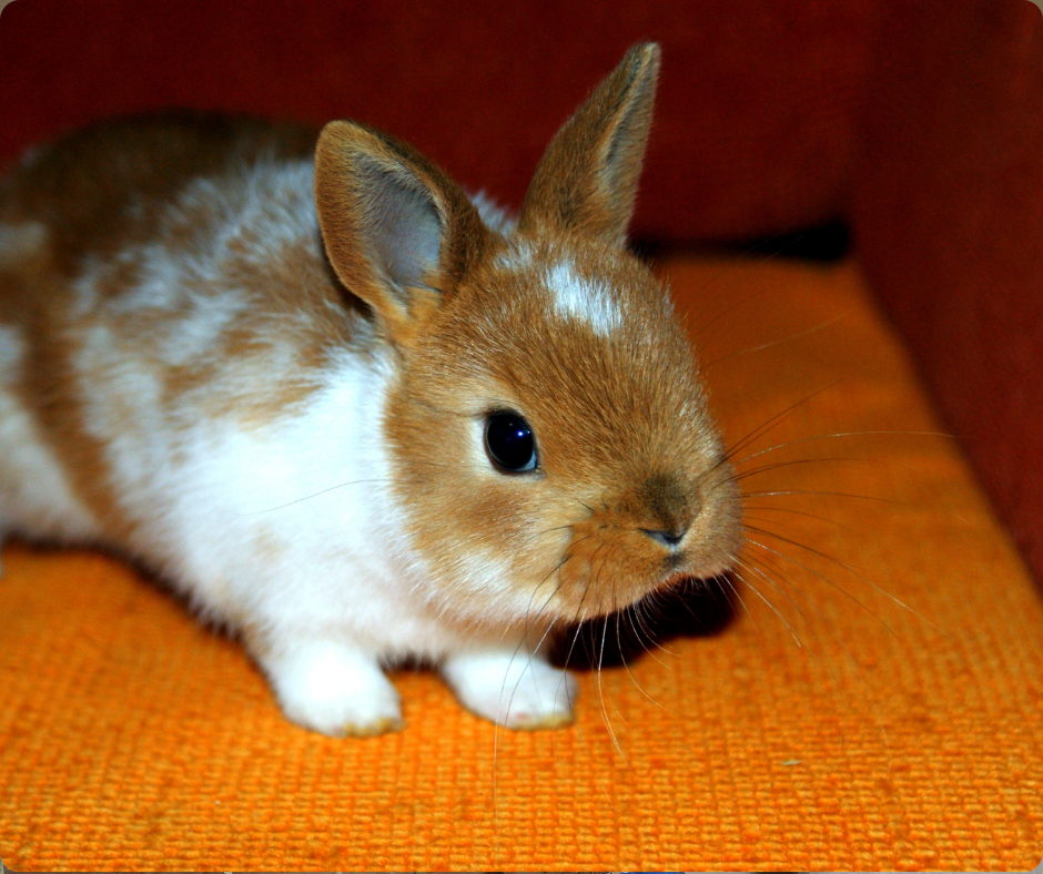 Pourquoi les lapins “extra nain” posent problème ?
