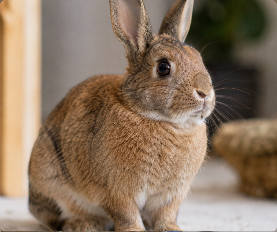 Les signaux pour lire son lapin : les signaux corporels, comprendre son langage secret