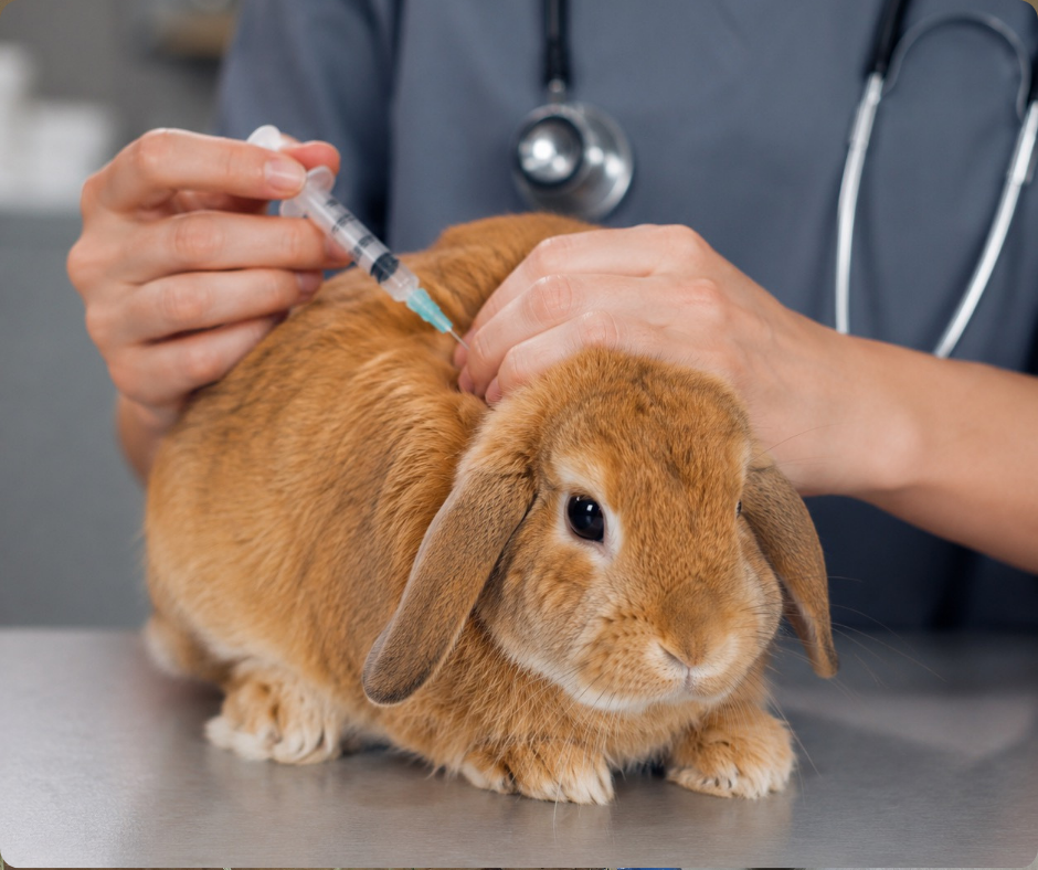 Pourquoi faut-il vacciner et suivre son lapin ?