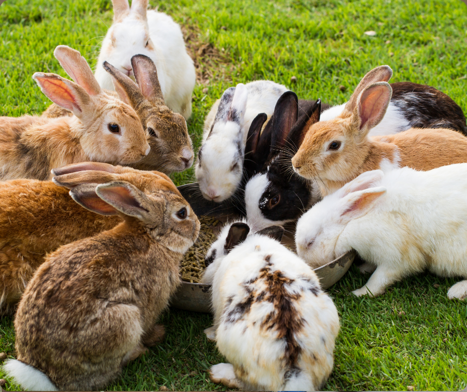 Comment faire cohabiter ses lapins ?